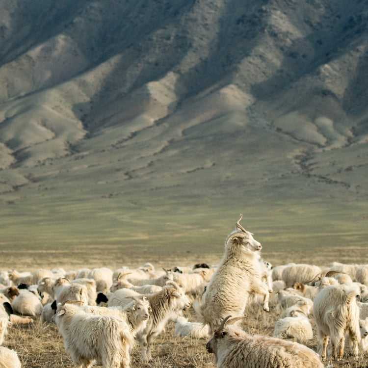 Goats in Mongolia