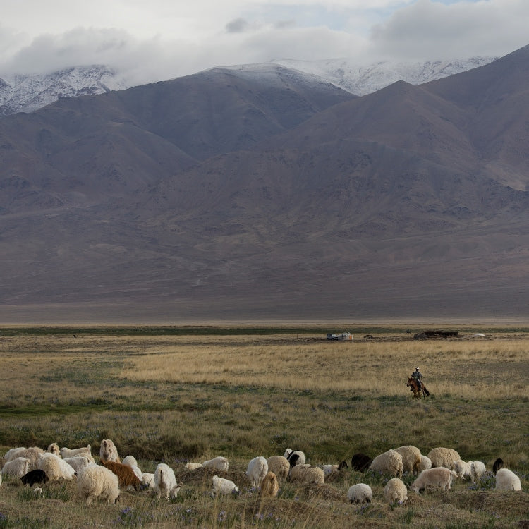 Mongolian landscape