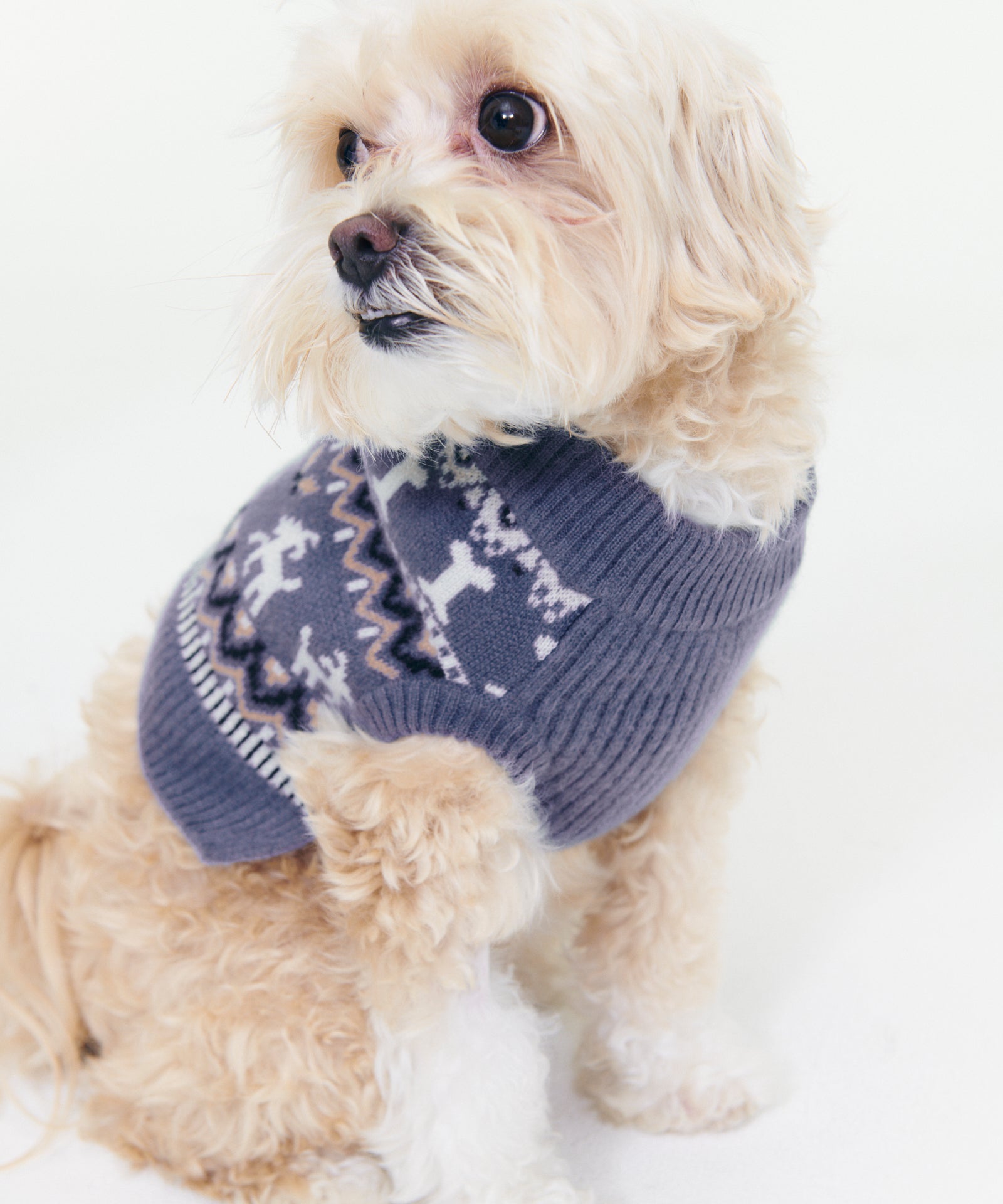 360 cashmere sales dog sweater