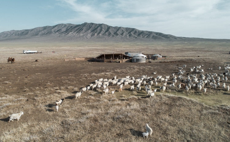 Goats in Mongolia