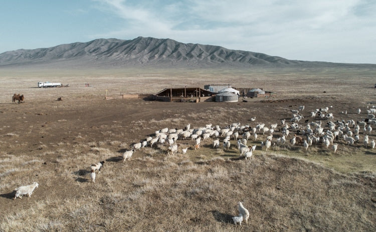 Goats in Mongolia Goats in Mongolia