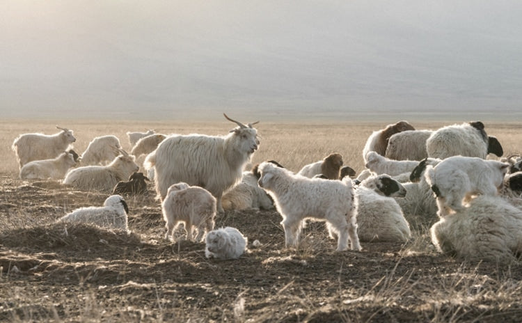 Goats in Mongolia Goats in Mongolia