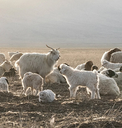 Really good cashmere at fair prices