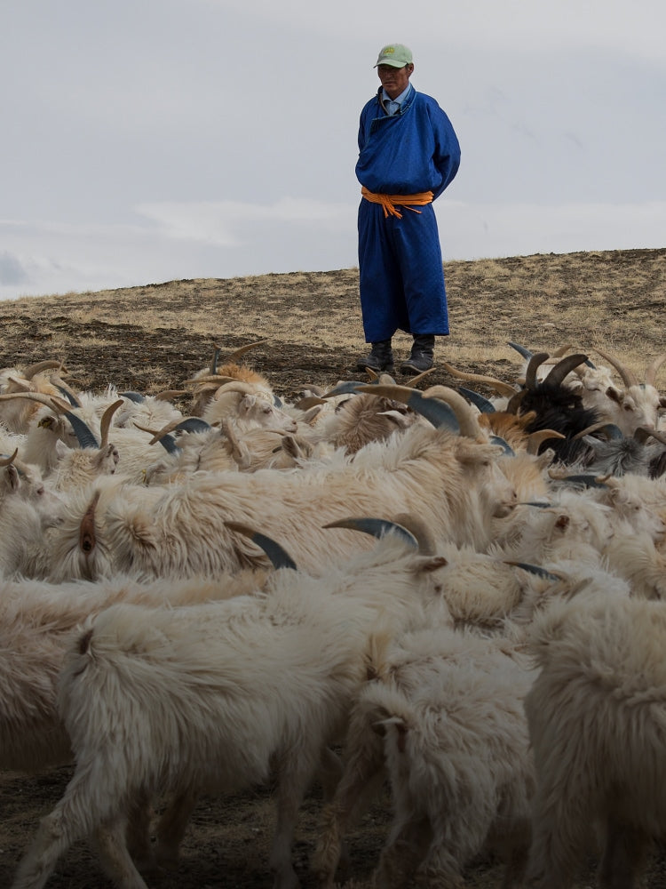Mongolian goats and herder