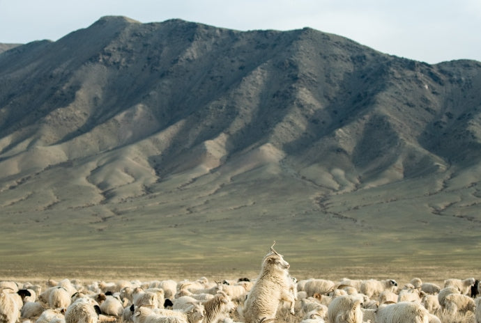 Goats in Mongolia