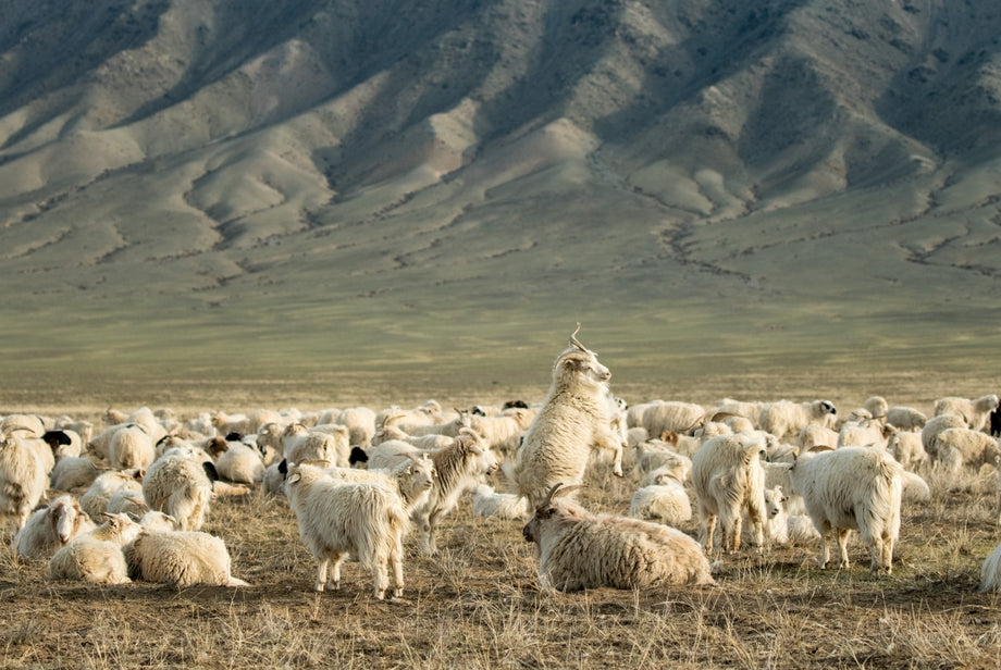 Goats in Mongolia